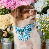 #Modeled by Ollie (20lbs) in a Medium collar and Large lady bow