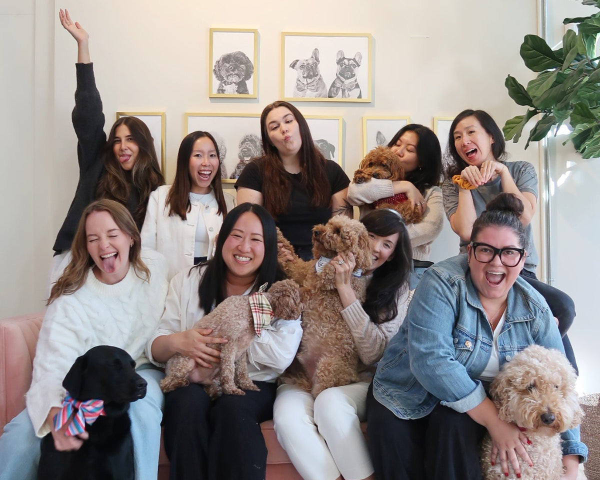 The Foggy Dog Team