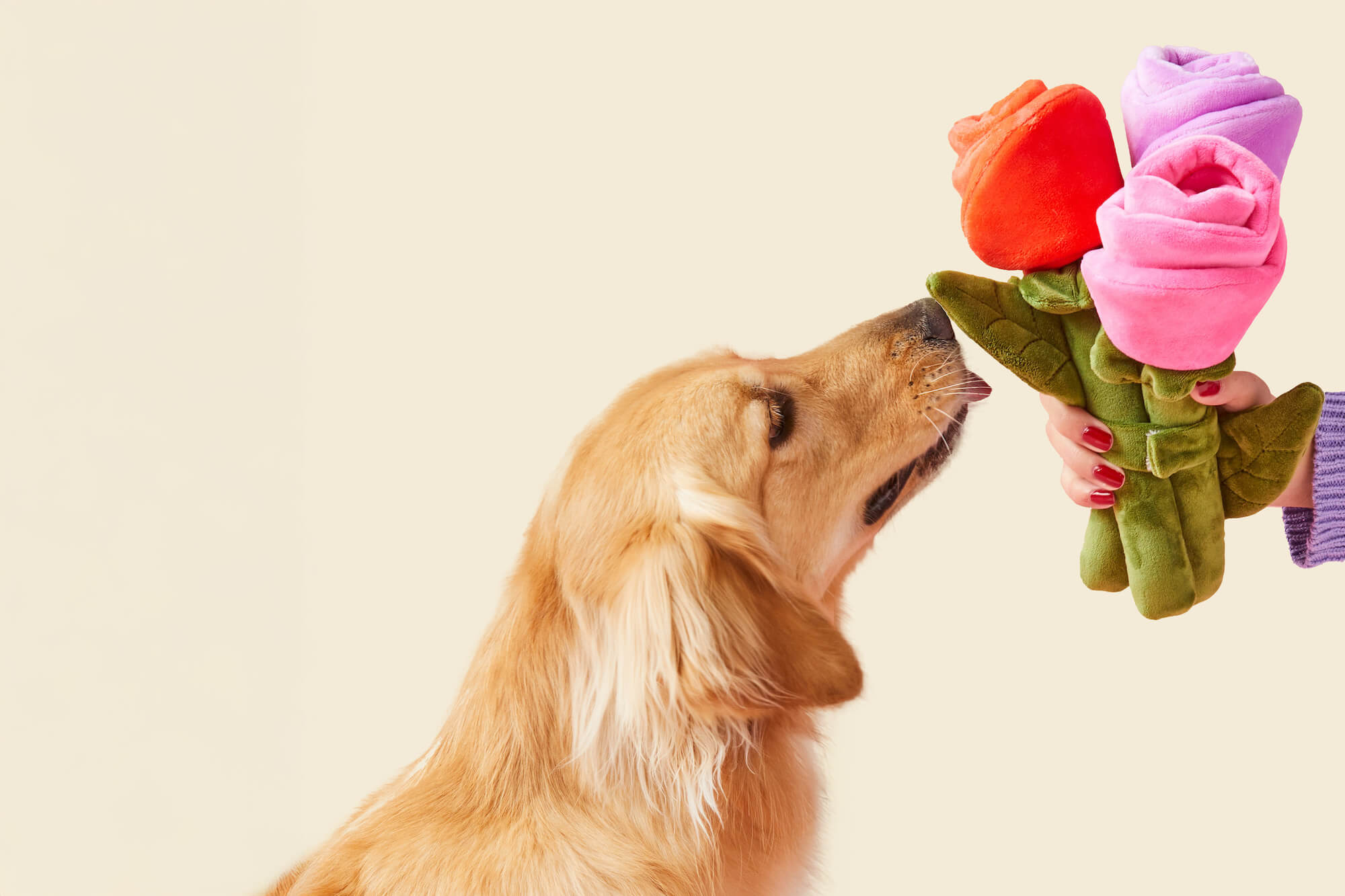 The Foggy Dog - Your Best Friend Deserves the Best