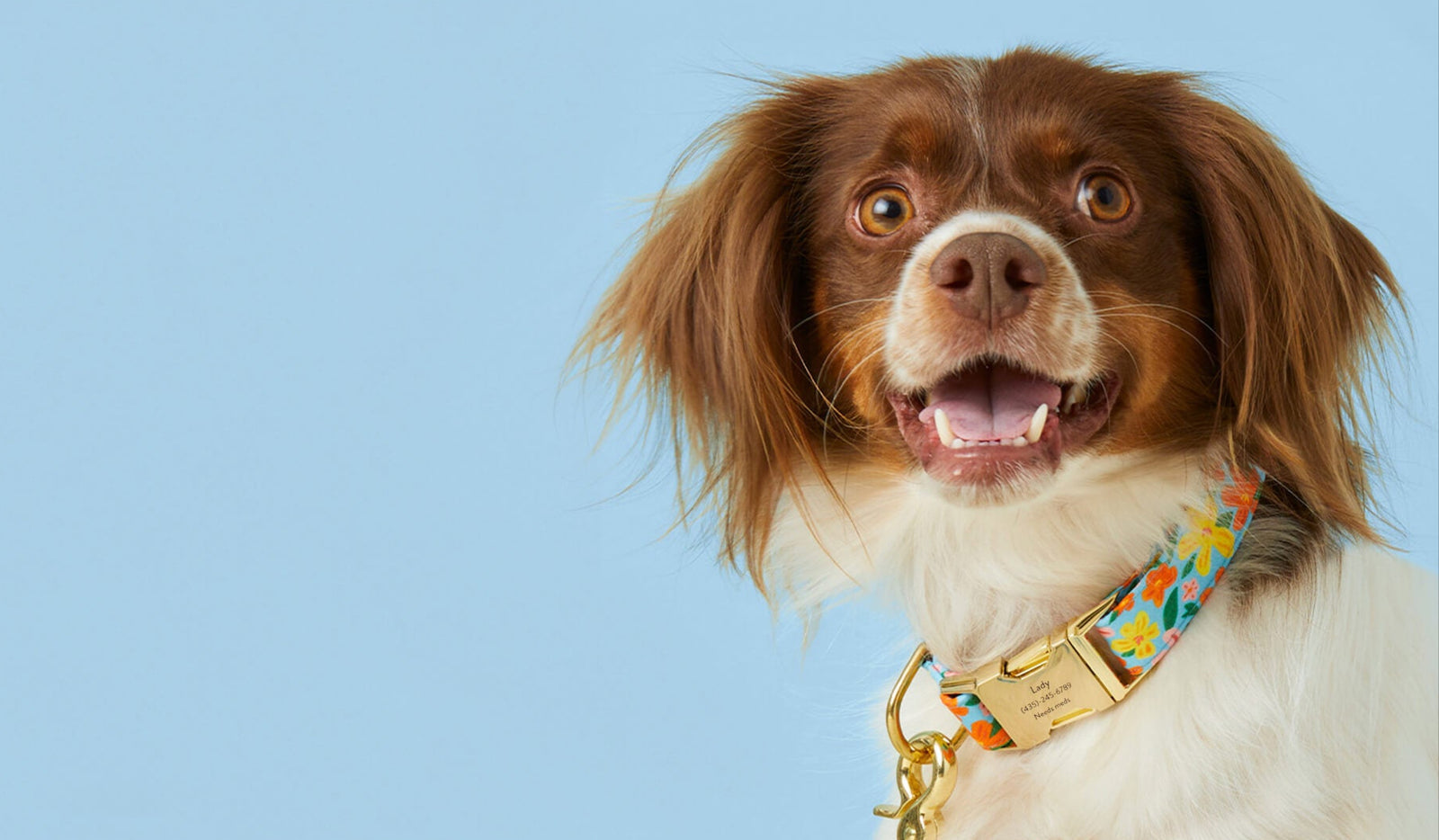 Island Time Dog Collar with Engraving from The Foggy Dog