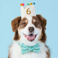 #Modeled by Sis (42lbs) in a Medium collar and Large bow tie