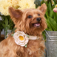 #Modeled by Marley (8lbs) in X-Small