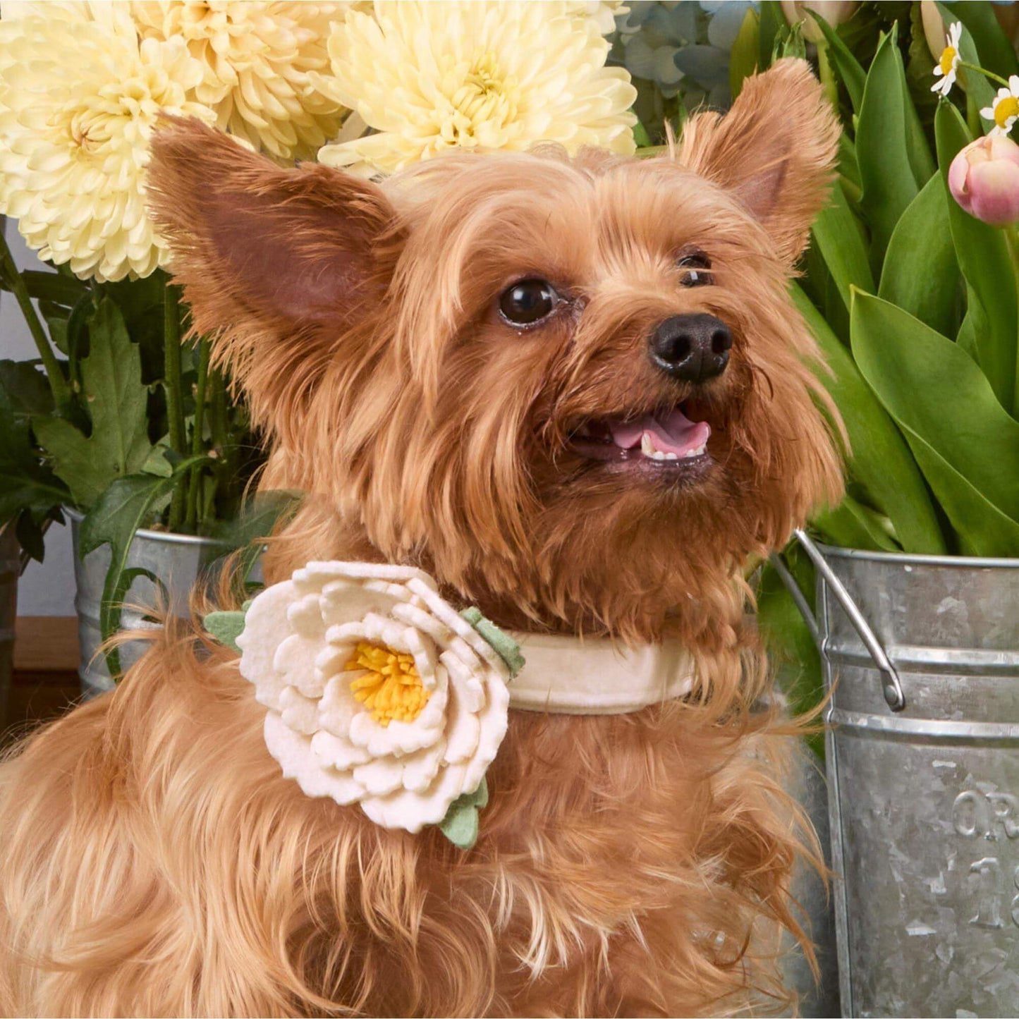 Ivory Peony Dog Collar Flower Set from The Foggy Dog