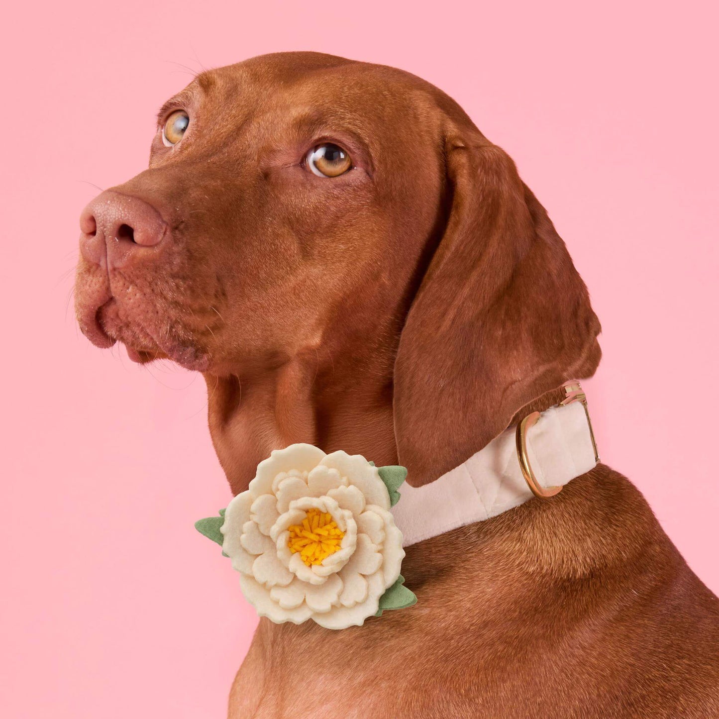 Ivory Peony Dog Collar Flower Set from The Foggy Dog
