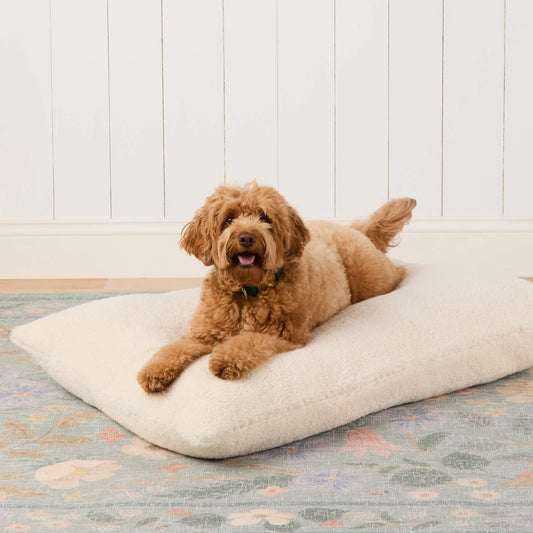 #Modeled by Poppy (20lbs) on Large