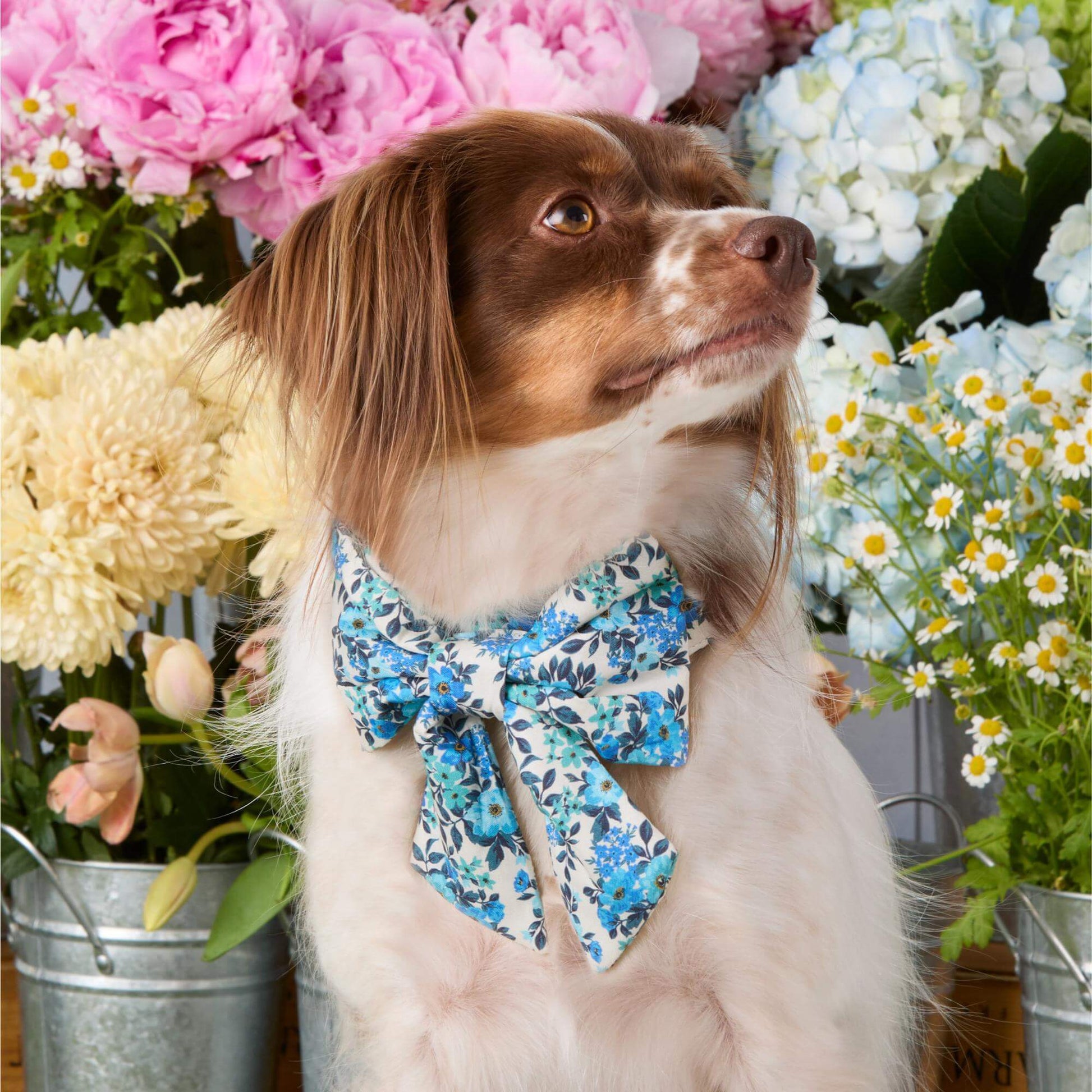 #Modeled by Ollie (20lbs) in a Medium collar and Large lady bow