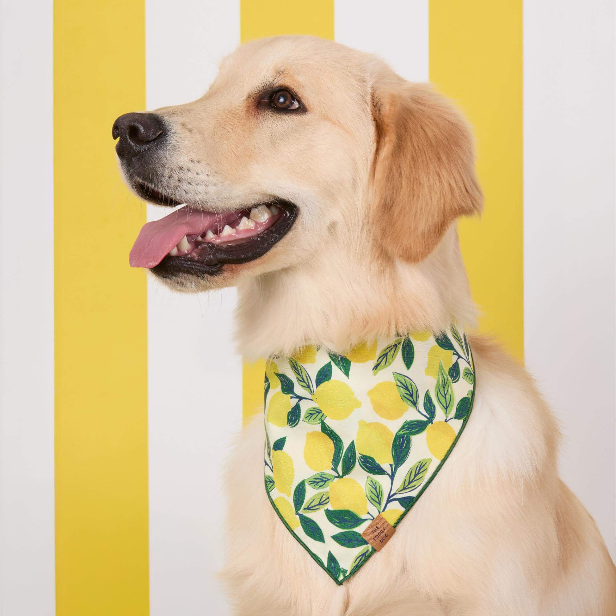 Lemon Zest Dog Bandana – The Foggy Dog