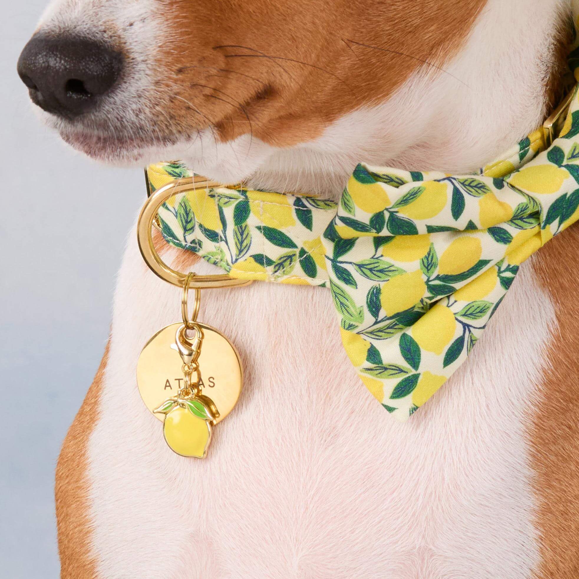 Lemon Collar Charm – The Foggy Dog