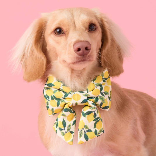 #Modeled by Finley (11lbs) in a Small collar and Large lady bow