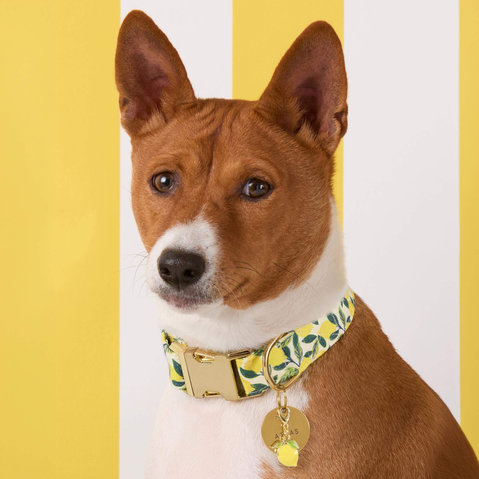 Lemon Zest Dog Collar – The Foggy Dog