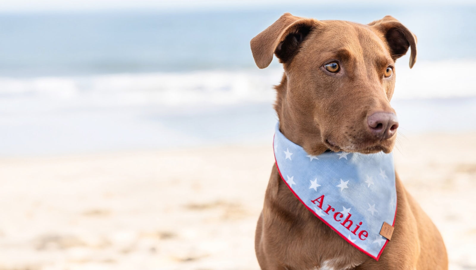 Liberty Dog Bandana at The Foggy Dog