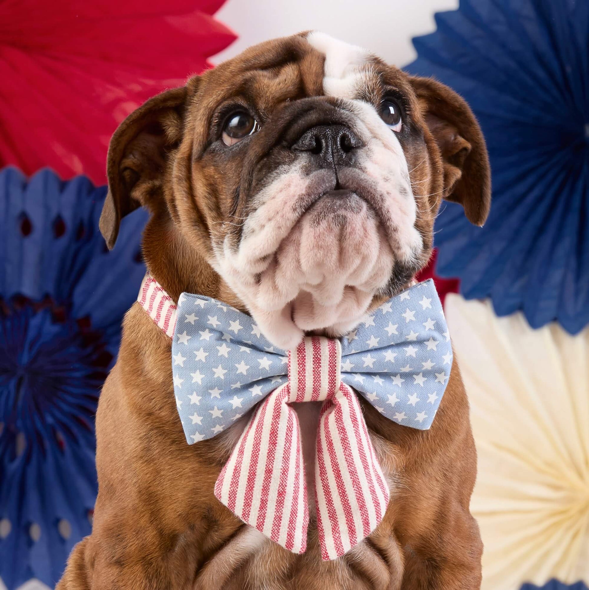 #Modeled by Pebbles (8lbs) in a Large lady bow