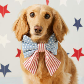 #Modeled by Charlie (10lbs) in a Large lady bow