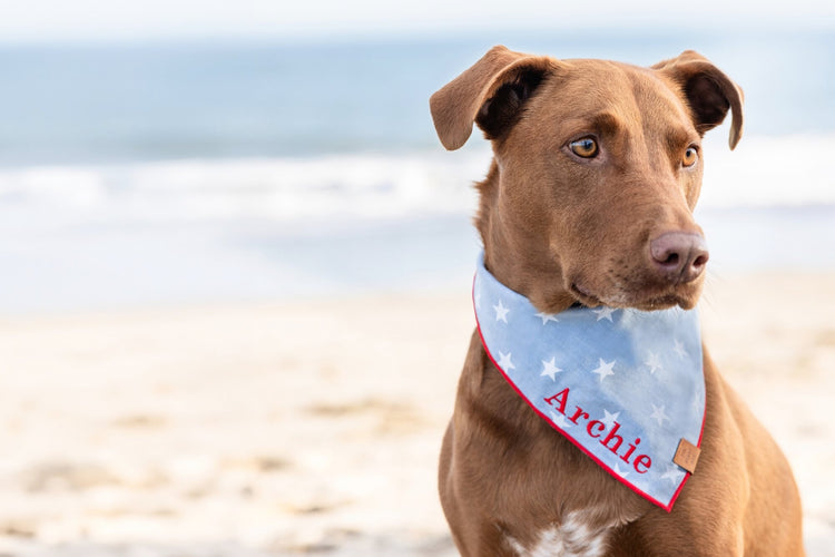 Liberty Dog Bandana at The Foggy Dog
