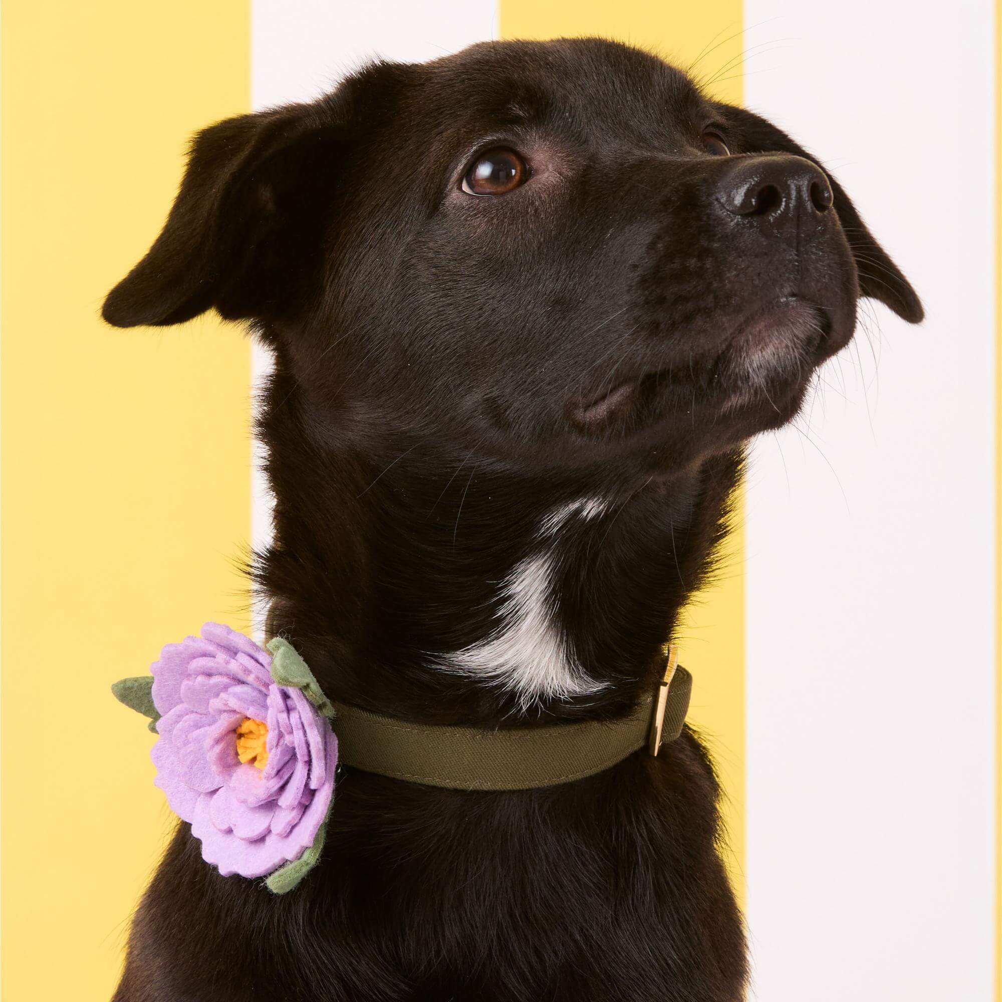 Lilac Peony Dog Collar Flower – The Foggy Dog