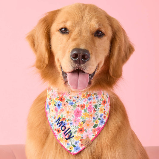 #Modeled by Blitz (55lbs) in Large