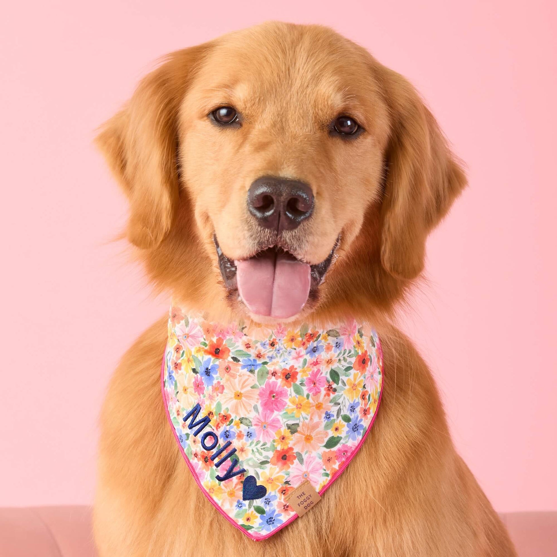 #Modeled by Blitz (55lbs) in Large