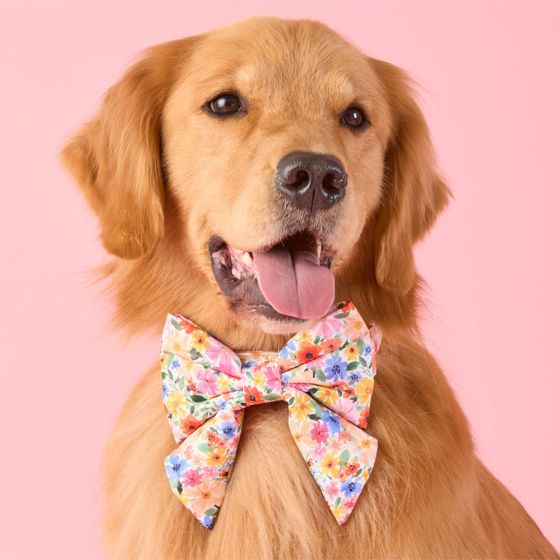 #Modeled by Riddle (55lbs) in a Large collar and Large lady bow