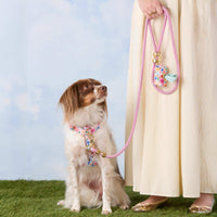 #Modeled by Ollie (20lbs) in a Medium harness and Standard leash