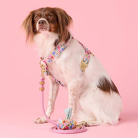 #Modeled by Ollie (20lbs) in a Medium harness and Standard leash