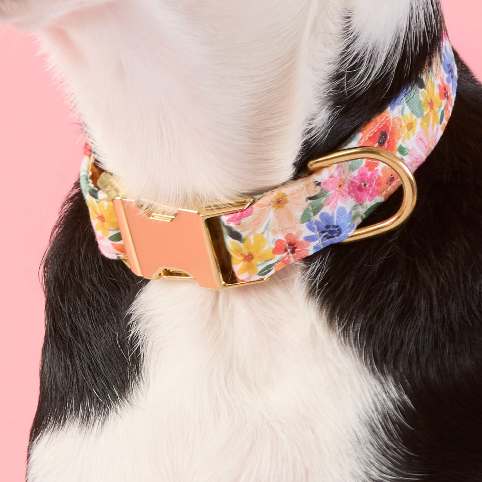 Margaux Dog Collar – The Foggy Dog