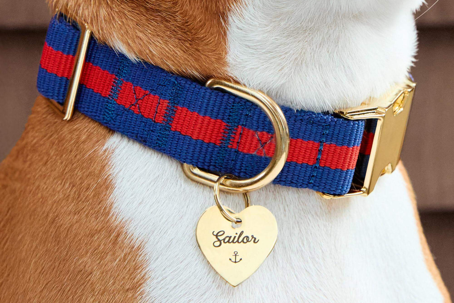 5 Reasons to Love Our Webbing Dog Collars