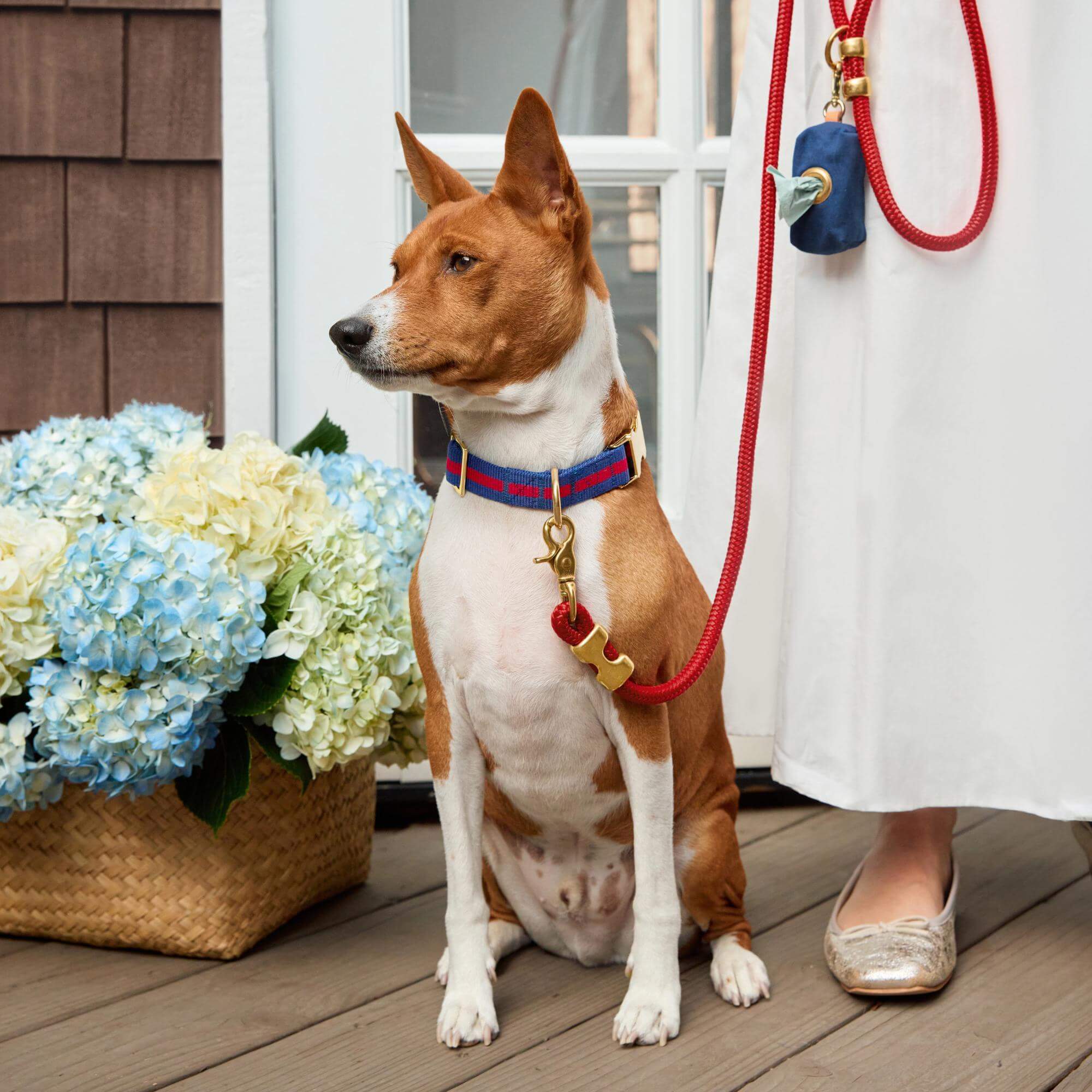 Ruby Marine Rope Dog Leash – The Foggy Dog