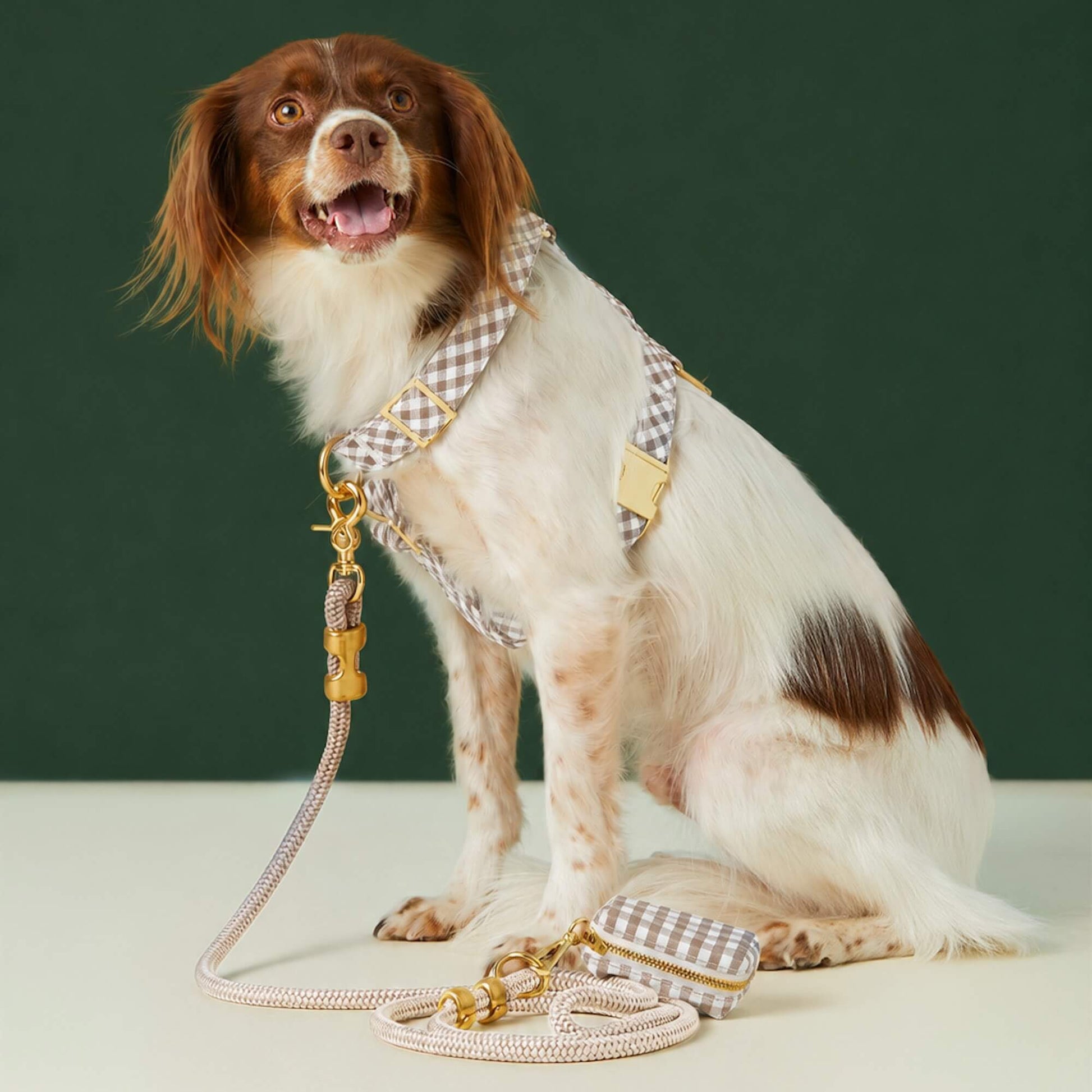 #Modeled by Ollie (23lbs) in a Medium harness and Standard leash
