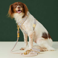 #Modeled by Ollie (23lbs) in a Medium harness and Standard leash