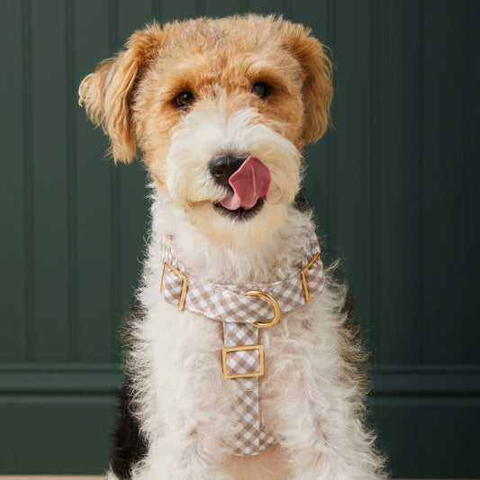 #Modeled by Sesame (27lbs) in Medium