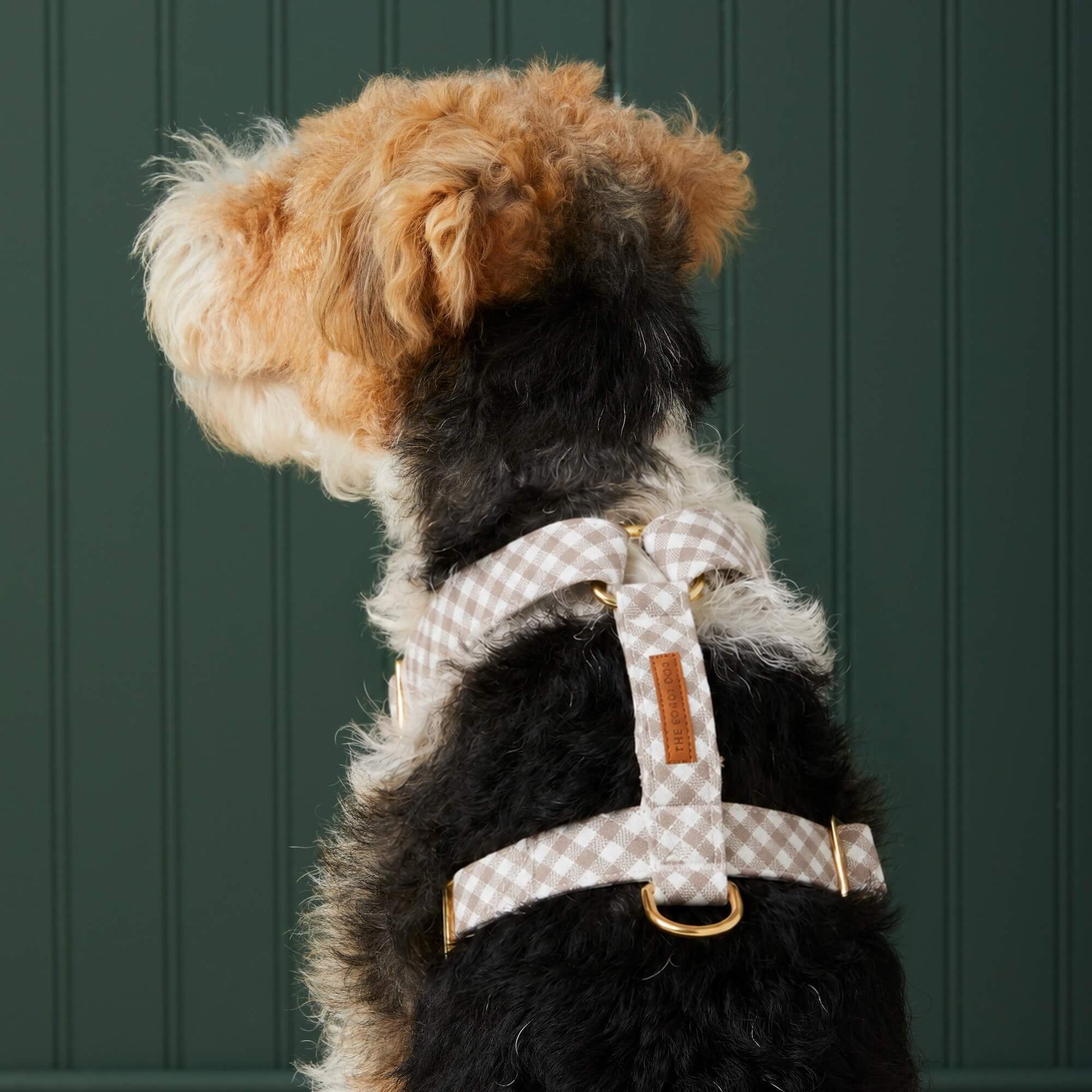 #Modeled by Sesame (27lbs) in Medium