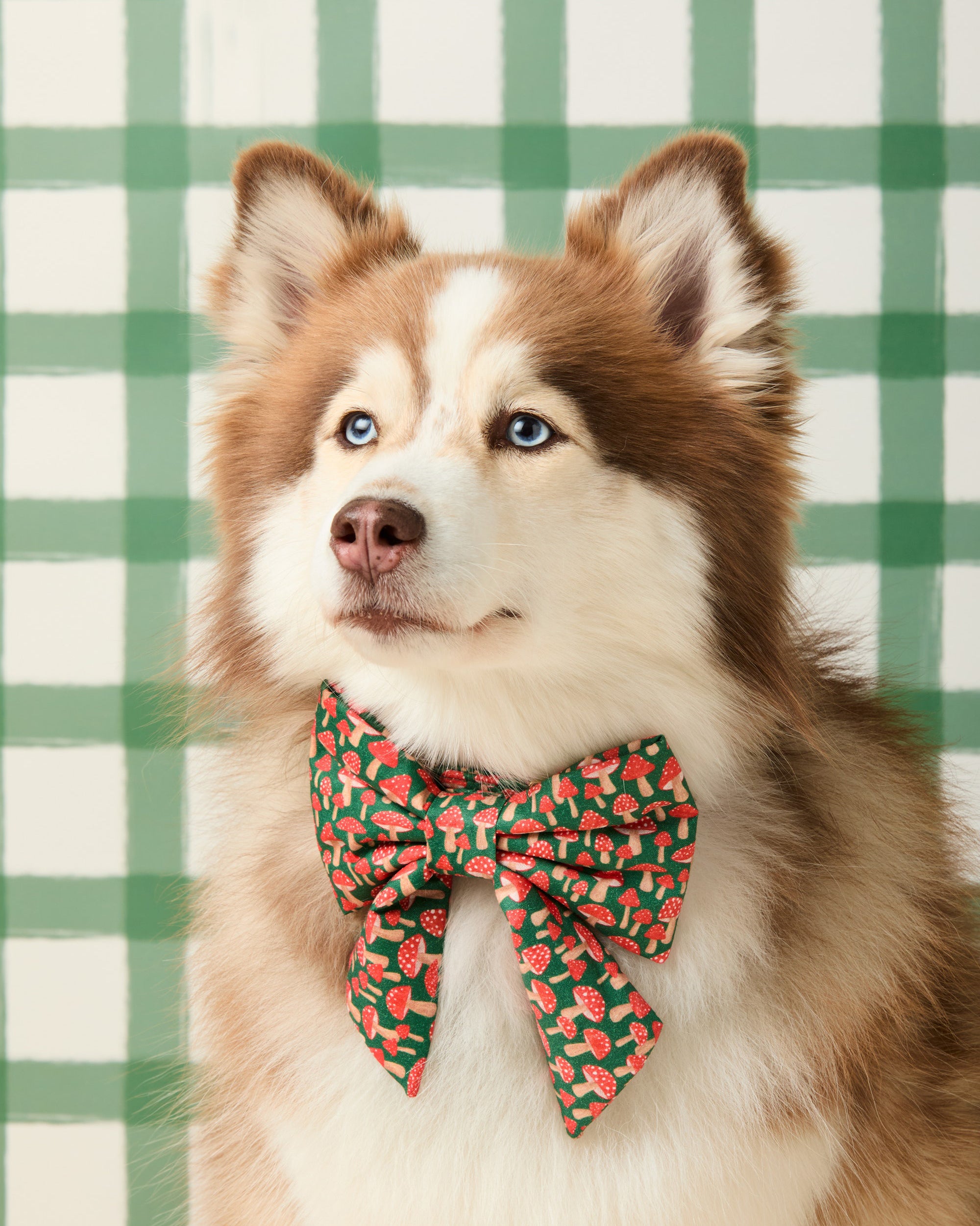 Kate McFarlane x The Foggy Dog