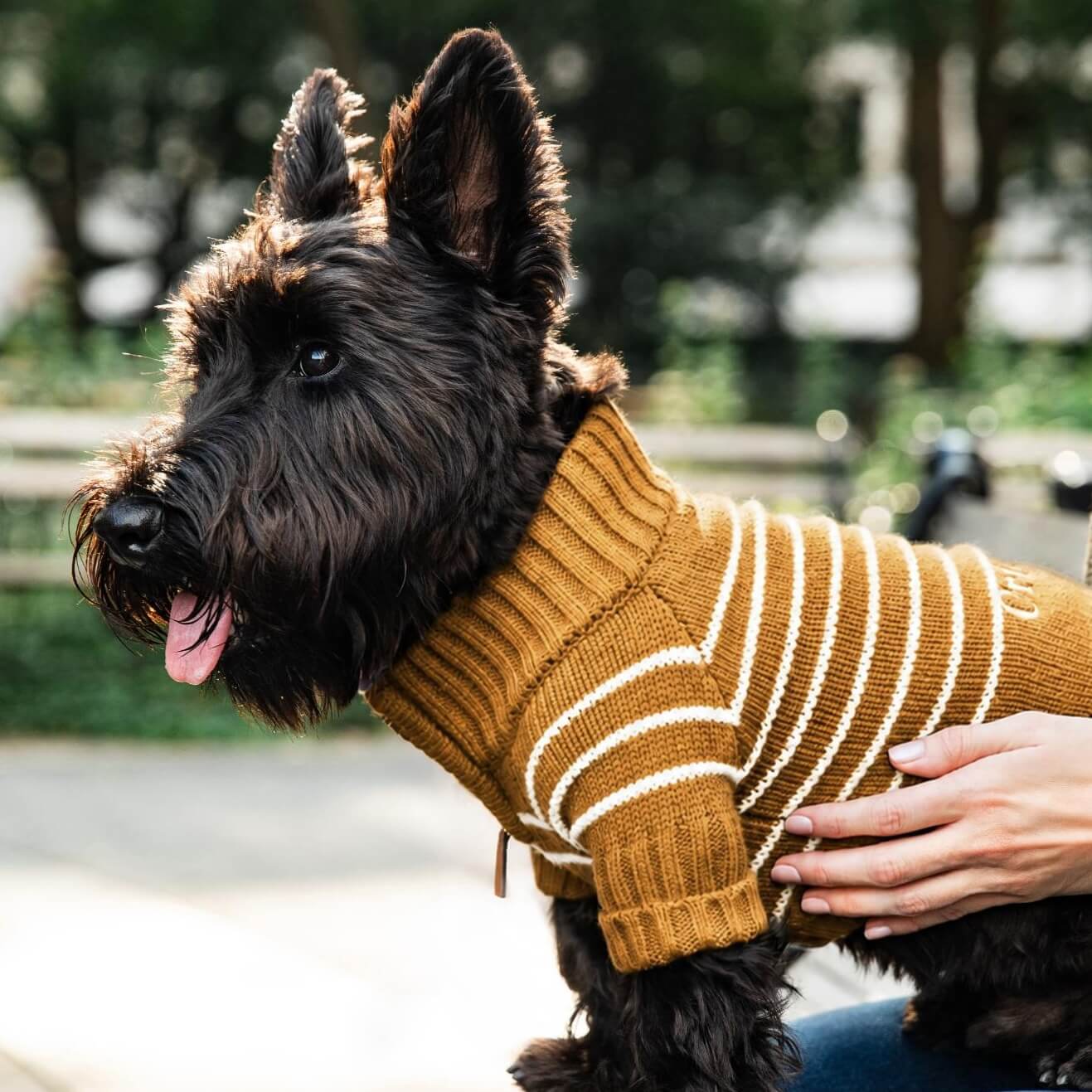 #Modeled by Nico (15lbs) in Medium