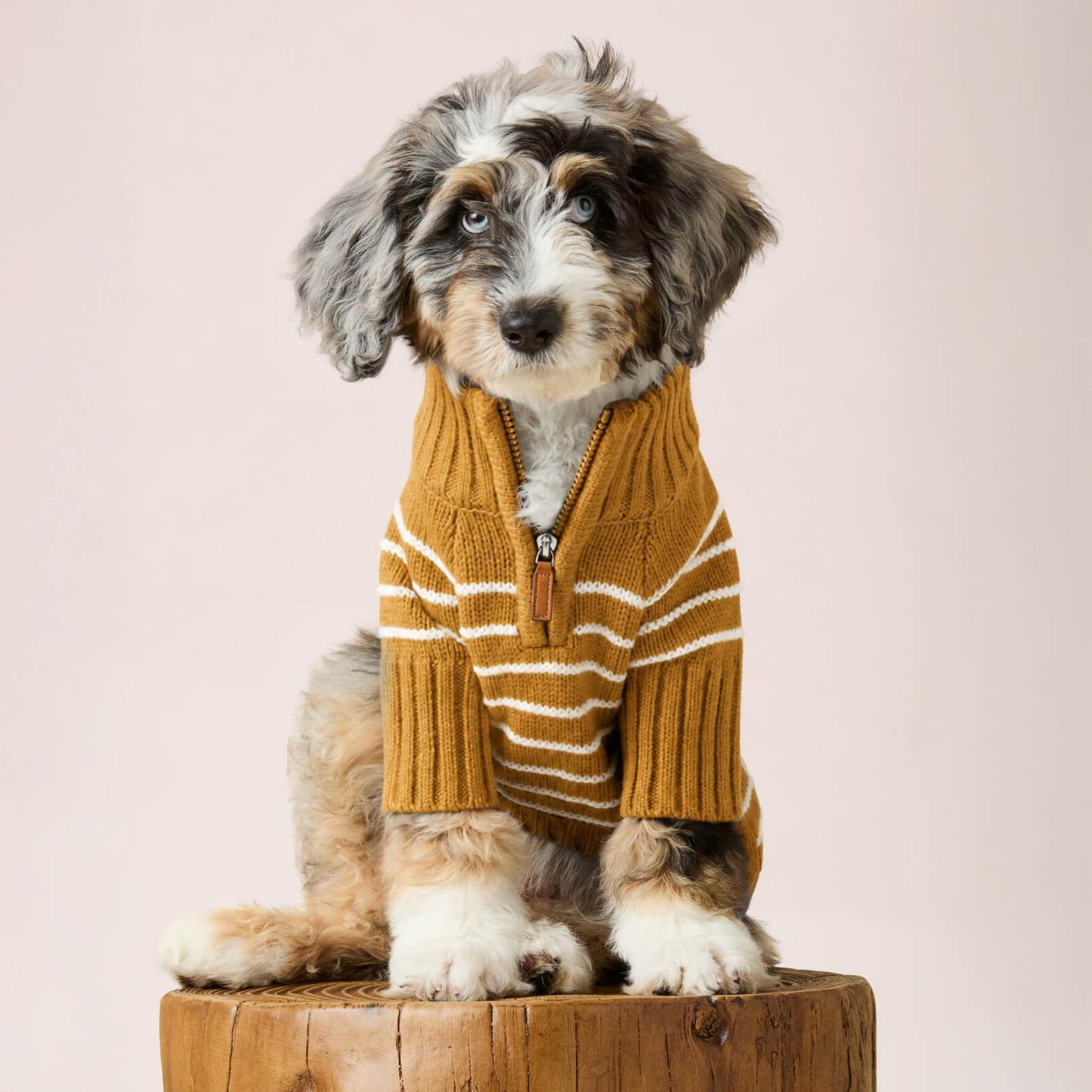 #Modeled by Blue (15lbs) in Small