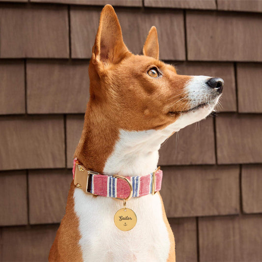#Modeled by Ricky (30lbs) in a Large pet ID tag