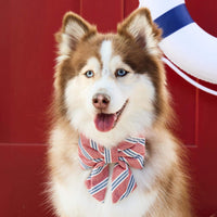 #Modeled by Rouka (37lbs) in a Medium collar and Large lady bow
