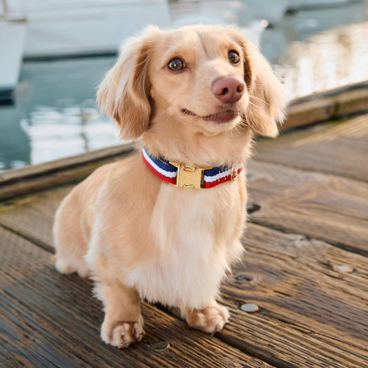 #Modeled by Finley (11lbs) in Small