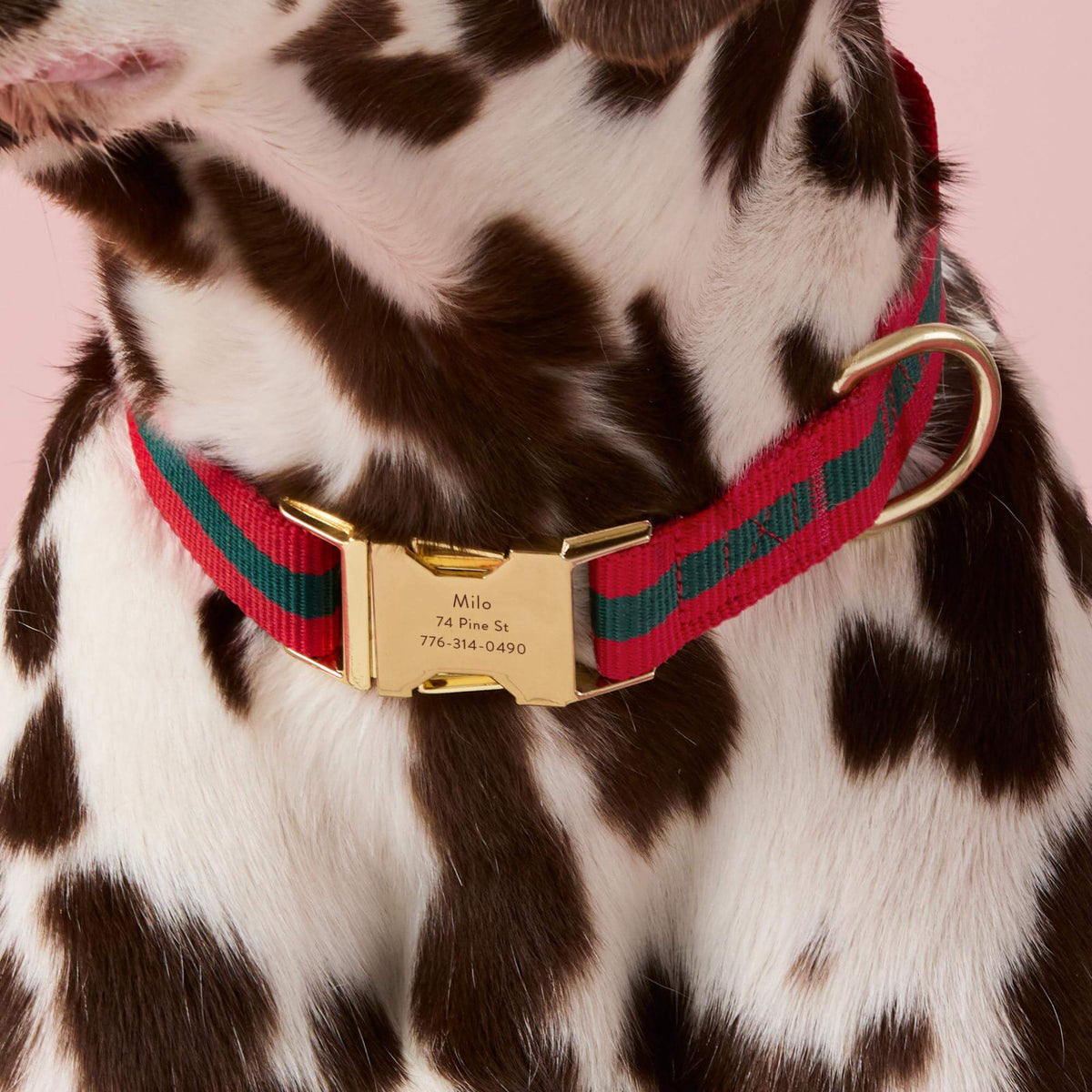 #Modeled by Milo (60lbs) in Medium