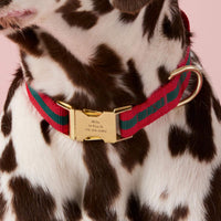 #Modeled by Milo (60lbs) in Medium