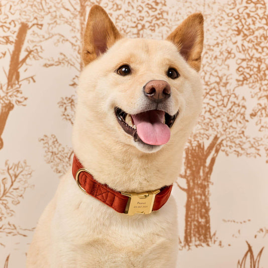 #Modeled by Dubu (29lbs) in Medium