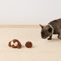 Owl 2-in-1 Bounce Dog Toy from The Foggy Dog