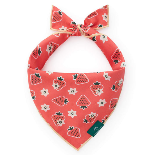 OLIPOP x TFD Strawberry Vanilla Dog Bandana from The Foggy Dog