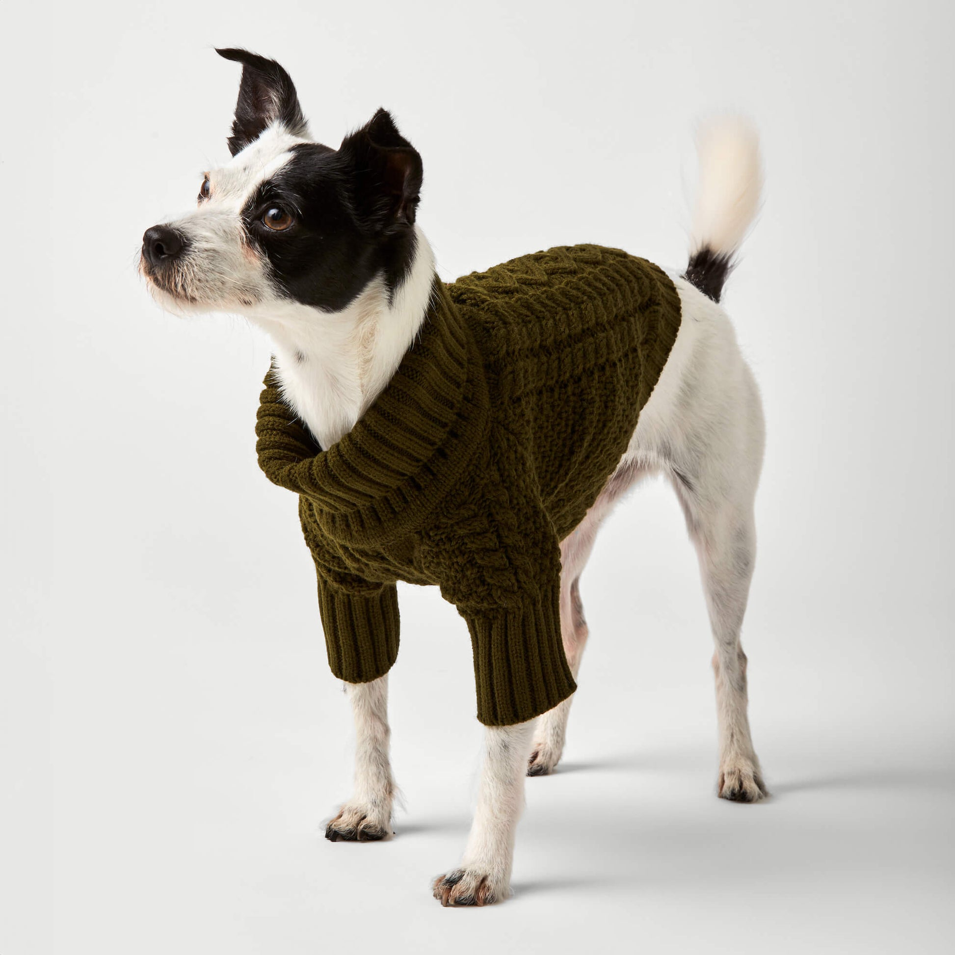 Olive Cable Knit Dog Sweater – The Foggy Dog - Main Image