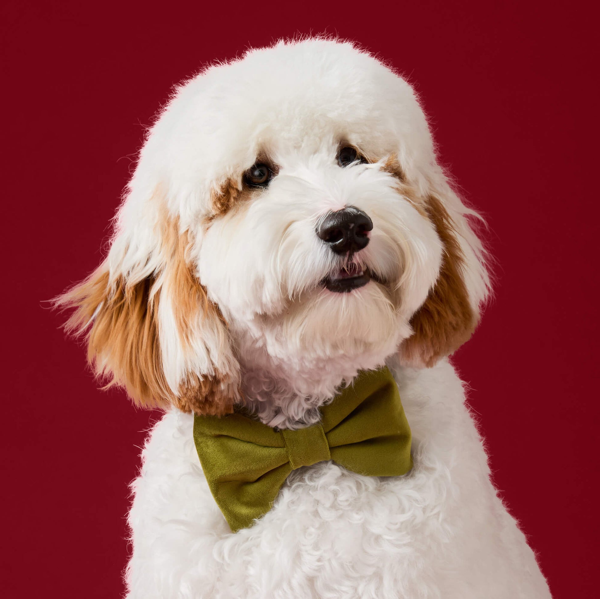 #Modeled by Sambal (25lbs) in a Medium collar and Large bow tie