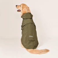 #Modeled by Peanut (40lbs) in Large