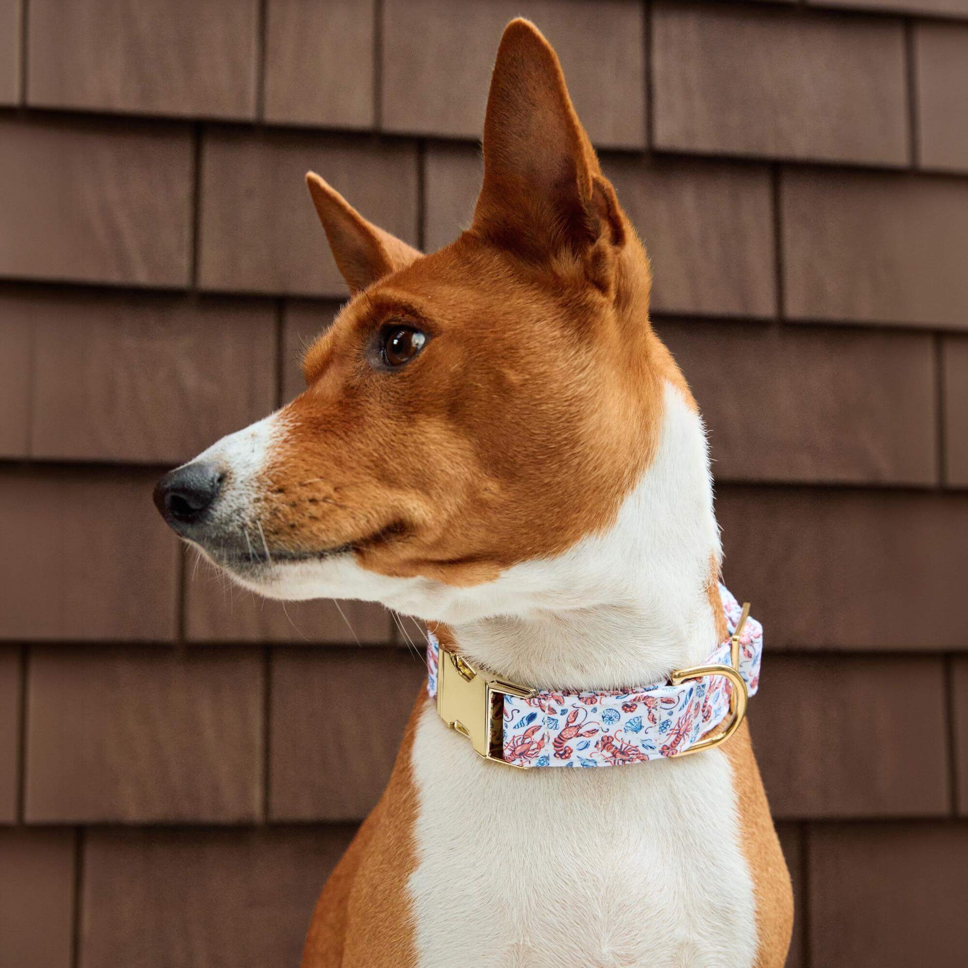 #Modeled by Ricky (27lbs) in Medium