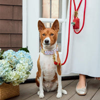 #Modeled by Ricky (27lbs) in a Medium collar and Standard leash