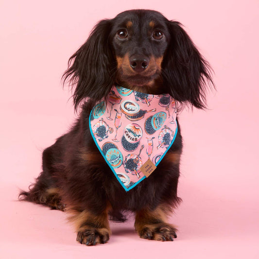 #Modeled by Hank (11lbs) in Small