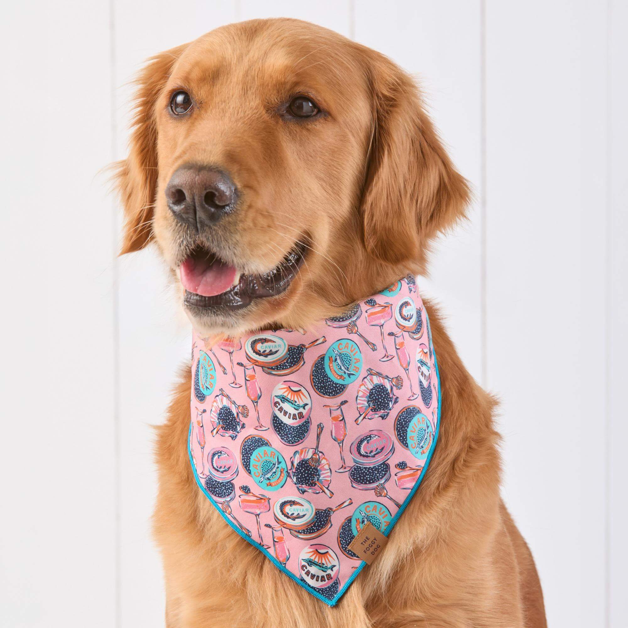 Printfresh x TFD Champagne & Caviar Dog Bandana – The Foggy Dog