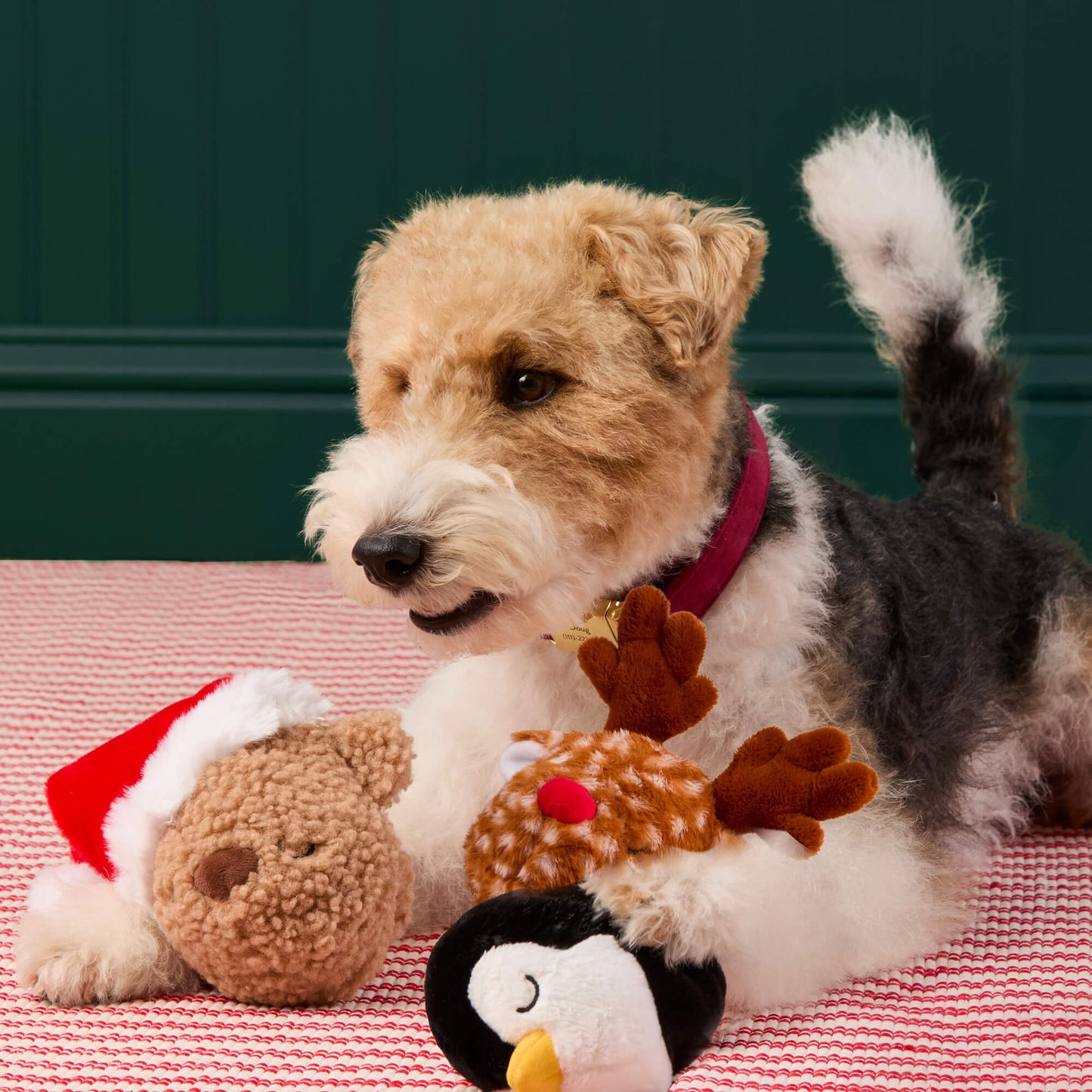 Interactive 2-in-1 Bounce Toy Sets from The Foggy Dog